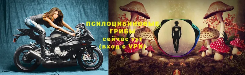 omg онион  цена   Гвардейск  Псилоцибиновые грибы Psilocybe 