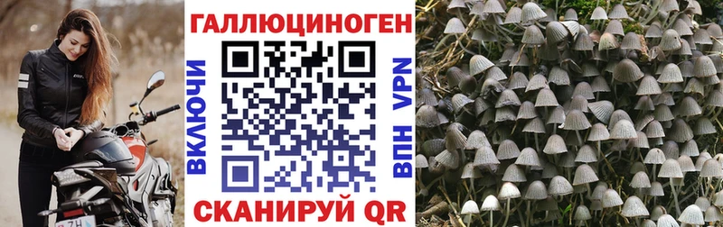 гидра ССЫЛКА  Гвардейск  Псилоцибиновые грибы GOLDEN TEACHER  дарнет шоп 